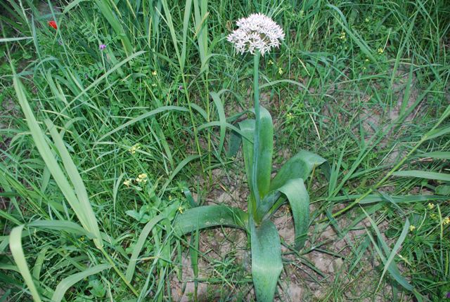 Allium nigrum / Aglio maggiore